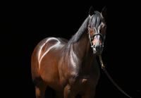Strong Demand for Yearlings at Keeneland Sale