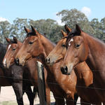 Keeneland Sale: Big Money in Breeding