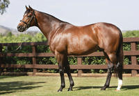 Coolmore Shine at the 2017 Cartier Awards