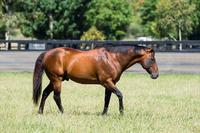Australian Sires: Snitzel is King
