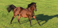 Dubawi Colt takes the Masar Godolphin Autumn Stakes