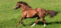 Australian Sires: Helmet