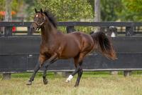 Redoute's Choice Making an International Impact