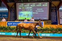 Magic Millions Shows Strength in Australia’s Breeding Market