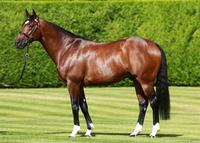FRANKEL Produces Outstanding 1st Crop