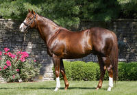 Investing in Thoroughbred Syndications