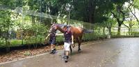 Singapore Racing: Sunday Selections