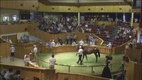 Karaka Ready to Run Sale Update