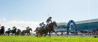 Magic Millions Sales Summary