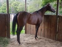 Terry Evans Racing and Knightsbridge Bloodstock to Bring Newton to Australia