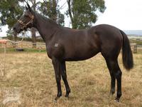 The Cluster Yearlings are coming.