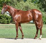Terry Evans Finds Value at the Inglis Sale
