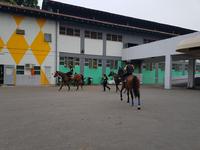 Singapore Horse Racing: Friday Night at Kranji