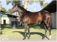 Race a horse with no upfront cost