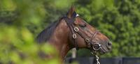 Success for Alpha at Darley Good News for Knightsbridge