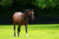 Another Group Winner for Holy Roman Emperor