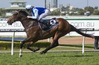Honorius to Stand at Larneuk Stud in Australia