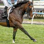 Australian Sires: Honorius Begins his Career at Larneuk