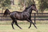 Treble for Larneuk Stud’s O’lonhro