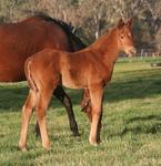 Larneuk Stud Welcomes New Foals