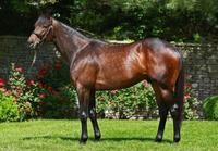 Australian Yearlings are all the News