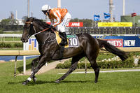 Who is the Best Victorian Stallion Under $10,000?