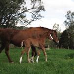 Larneuk Stud Show Strong Support for New Sires