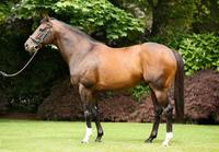 Holy Roman Emperor Hot in Hong Kong