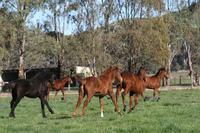 Larneuk Stud Keeps Producing Winners