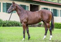 MILLION DOLLAR KING SHOWS PROMISE
