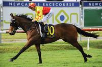 CALIFORNIA CONCORD & SIGNORE FOX SCORE DOUBLE