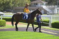 SMART NEW WINNER FOR NICCONI