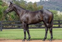 VALIANT ALL TOO FREE DOMINATE HAWKESBURY