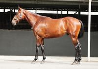 RACING CLUB NO.2 HAS A SMART COLT SAYS MULTIPLE GROUP ONE BREAKER.