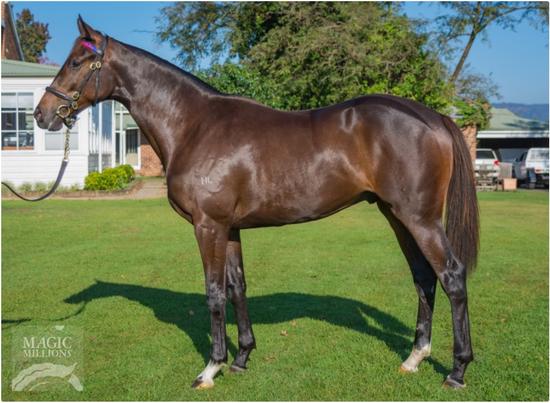 High Chaparral X Lustre