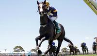Price looks for Guineas Grunt
