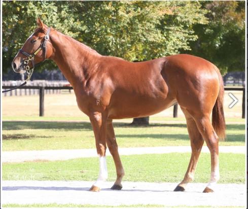 Star Witness X Perfect Finish