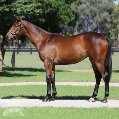 Star Witness X Peahen