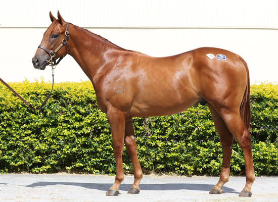 Deep Field X Shadows