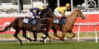 Grunt bossed in Caulfield gallop