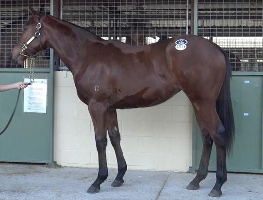 Fastnet Rock X Elite Circle