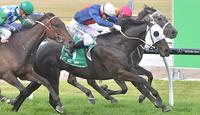 Callow peach causes 'bello boilover