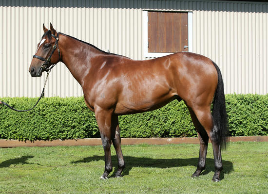Snitzel X Fairly Feline