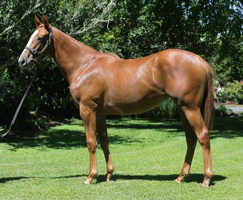 Pentire X Giant Mystique