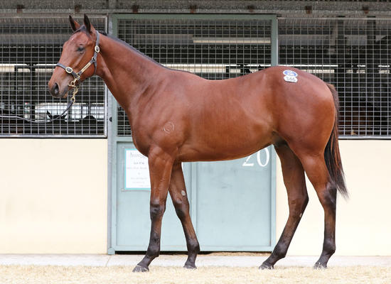 Exosphere X Amazoom
