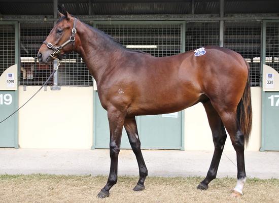 Wandjina X Special Melody