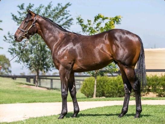 Exosphere X Congenial Colt