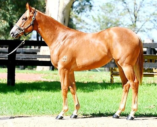 Not A Single Doubt X Avanzar Filly