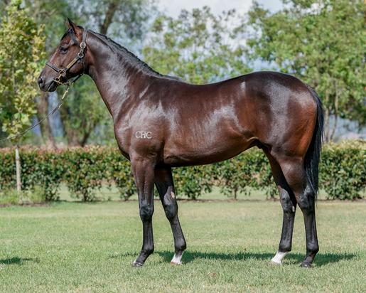 Dissident X Vintage Valley Colt