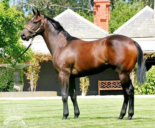 Brazen Beau X Pavonia Colt